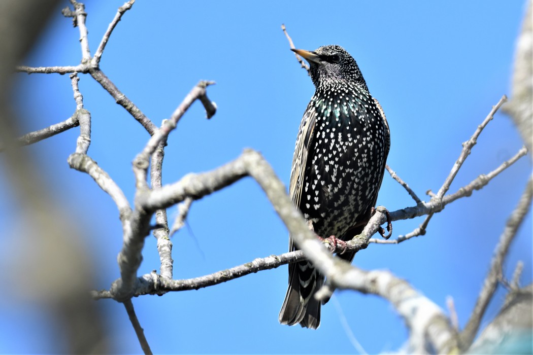 Common Starling
