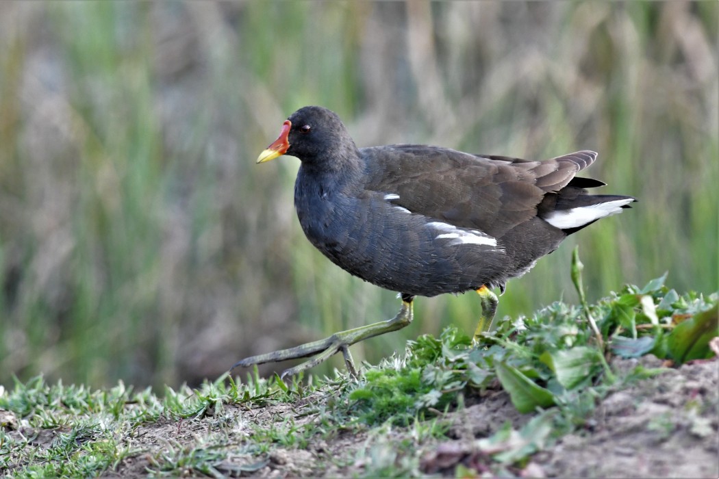 Common Moorhen