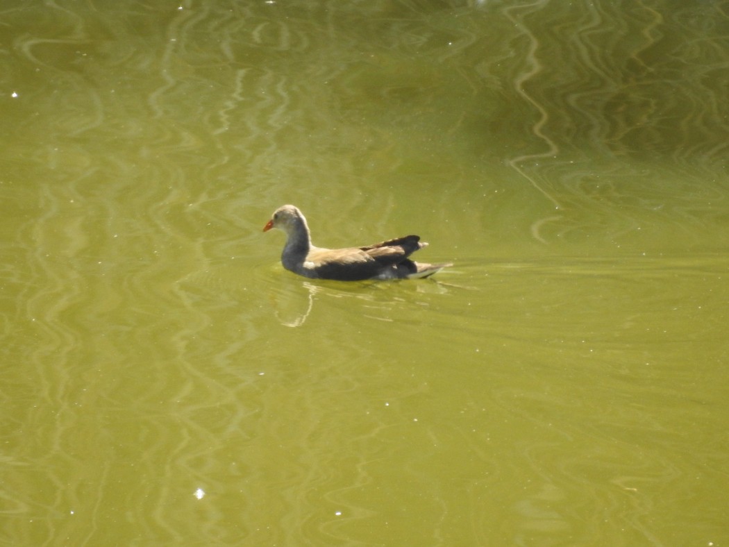 Common Moorhen