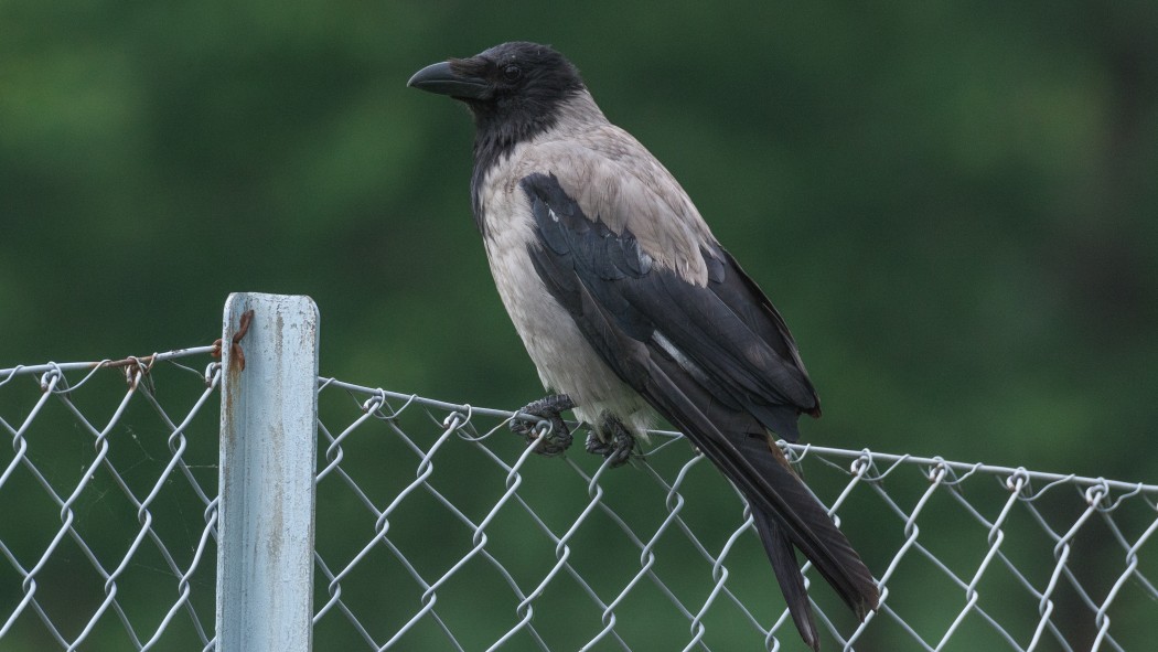 Hooded Crow