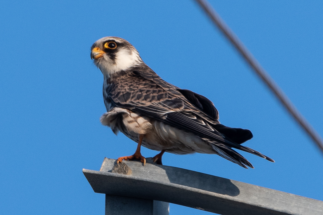 Red-footed Falcon