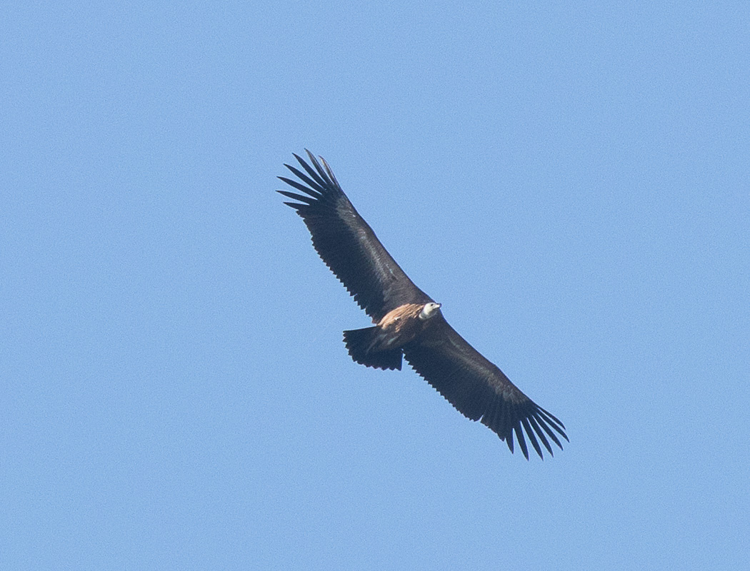 Griffon Vulture