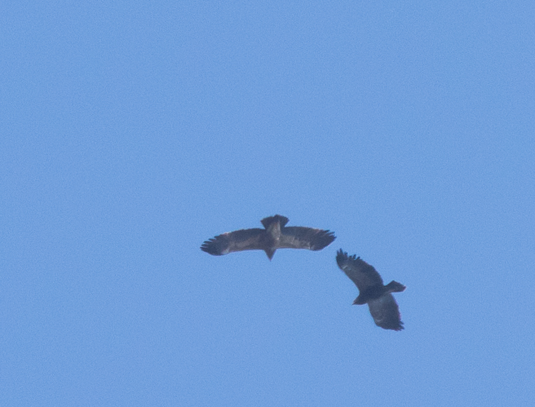 Steppe Eagle