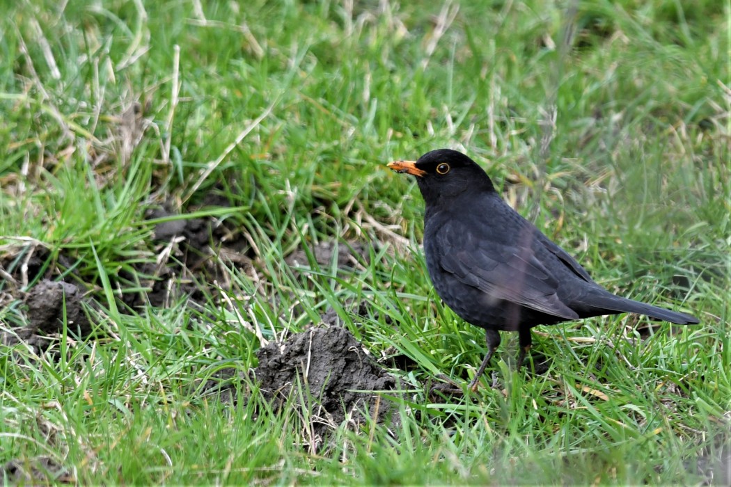 Common Blackbird