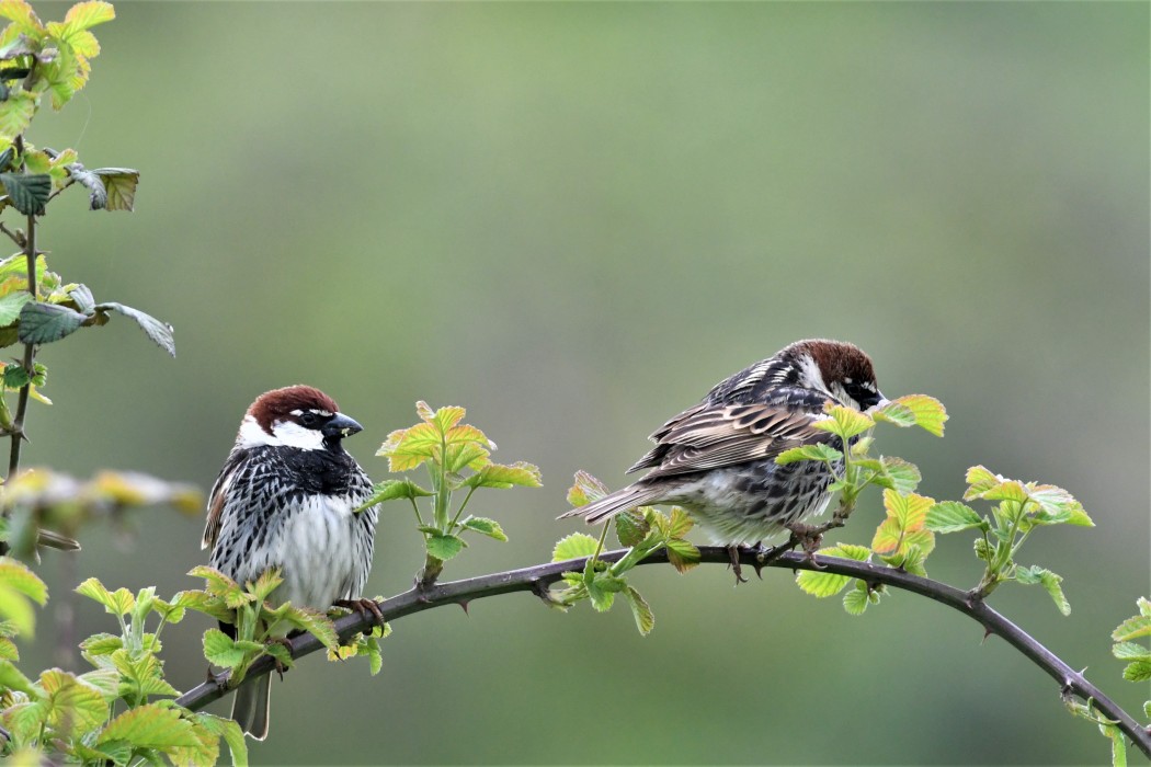 Spanish Sparrow