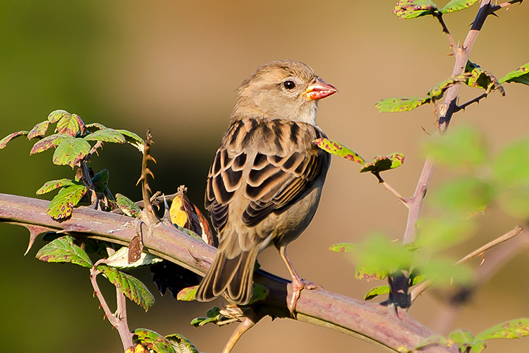 House Sparrow