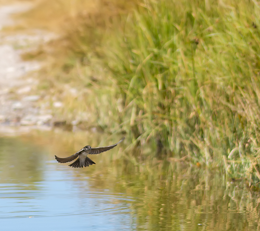 Sand Martin