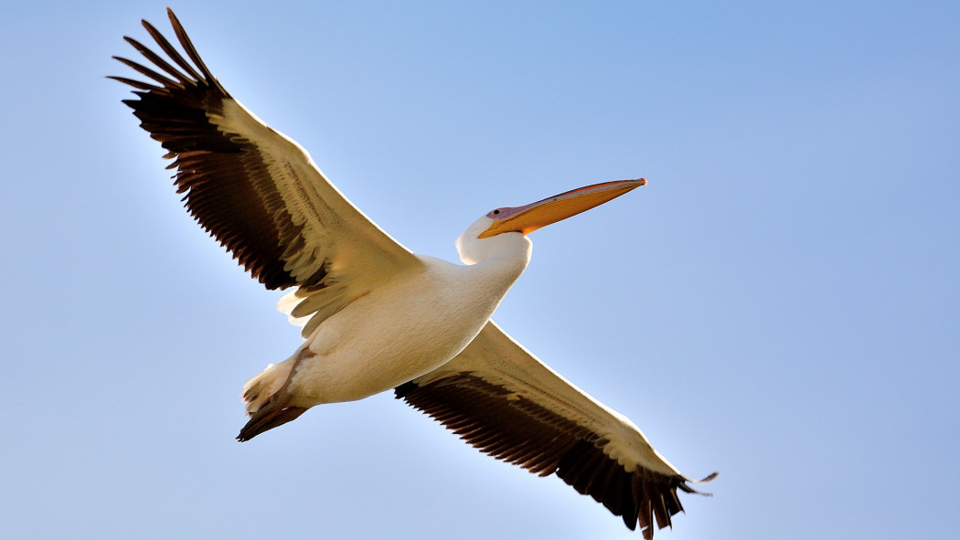 Great White Pelican
