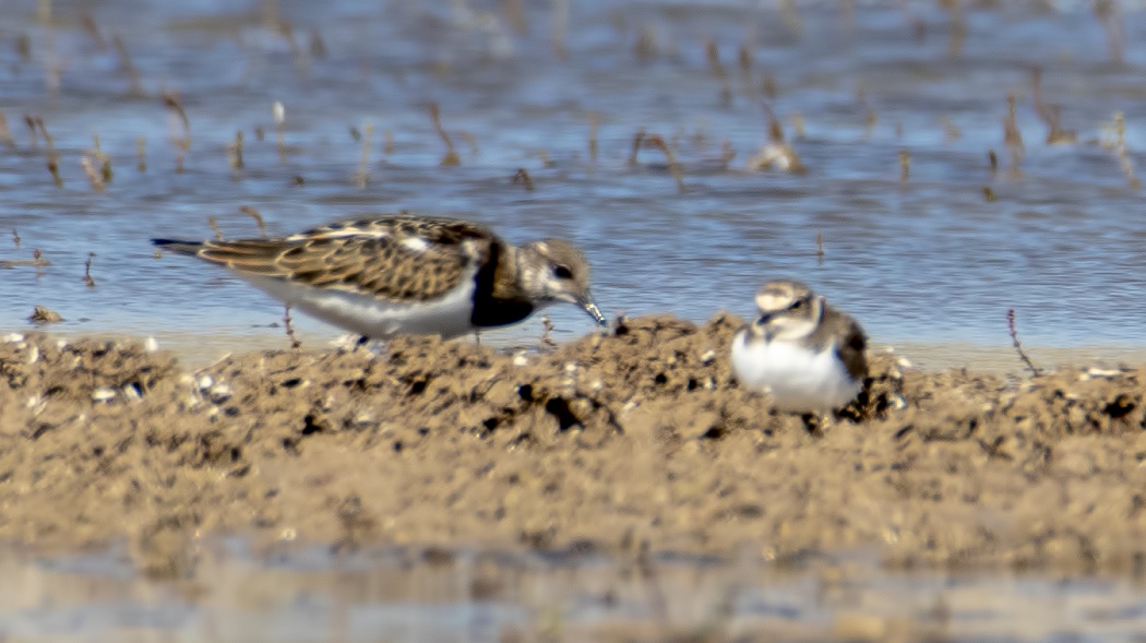 Ruddy Turnstone