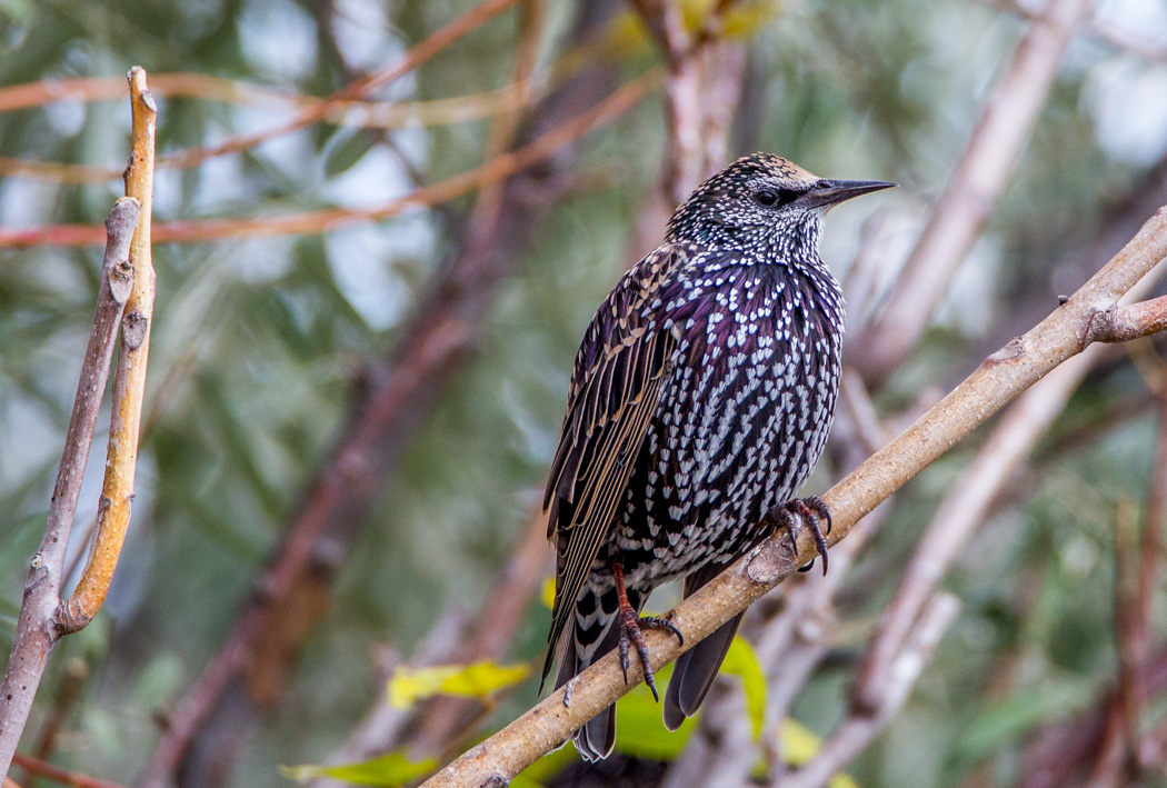Common Starling