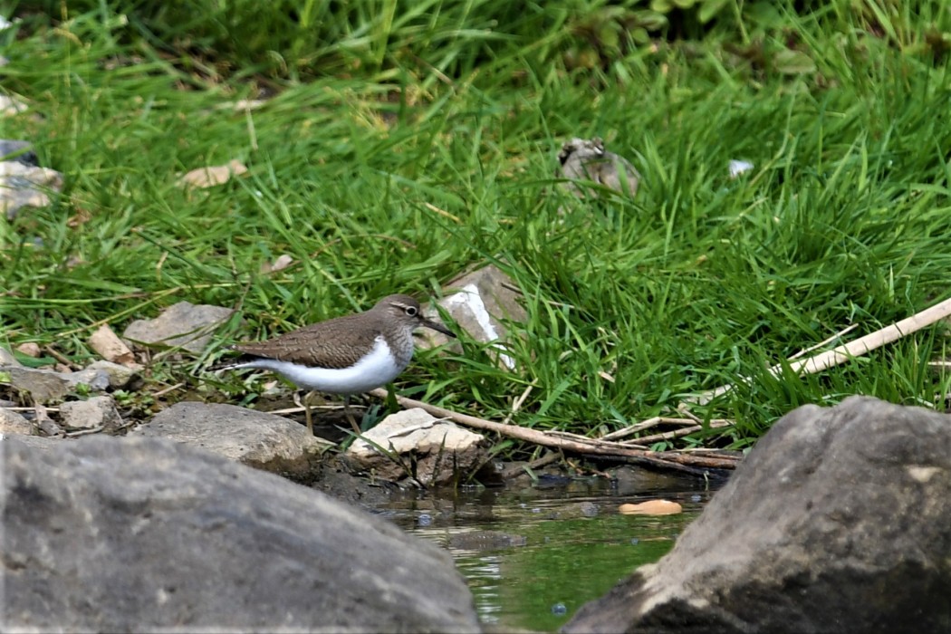 Common Sandpiper