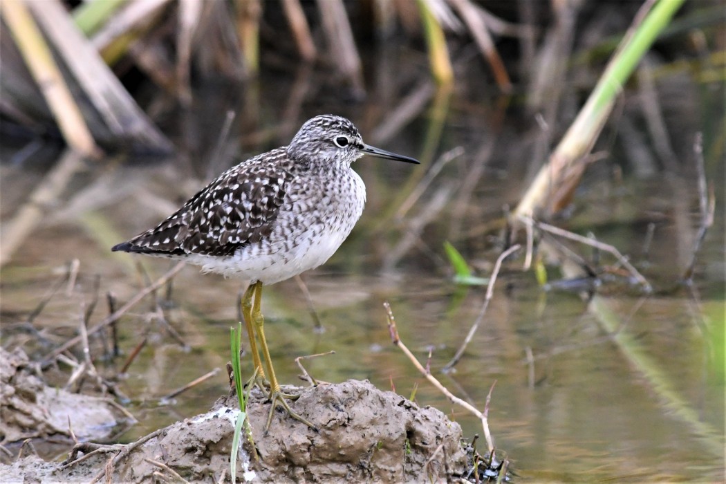 Wood Sandpiper