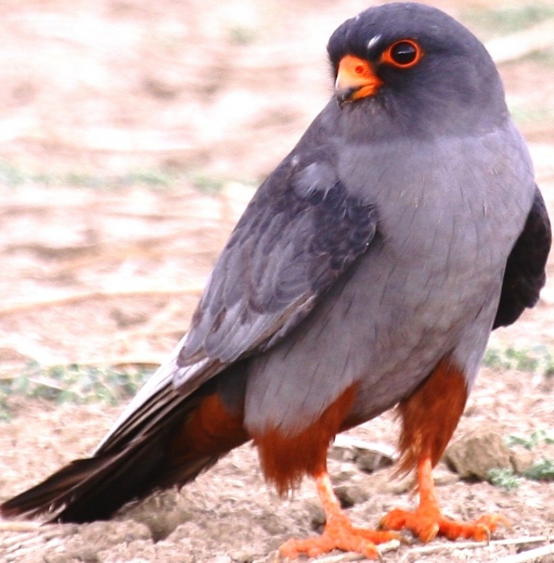 Ala Doğan