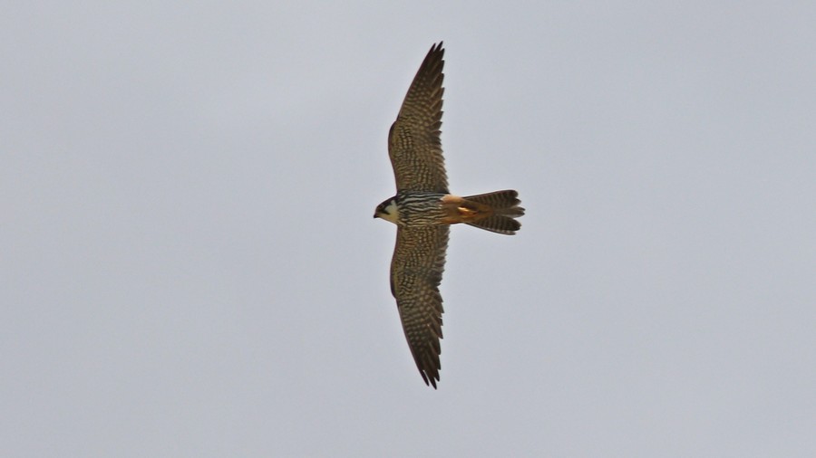 Eurasian Hobby