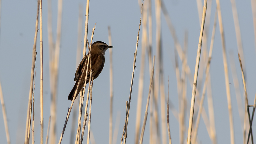 Moustached Warbler