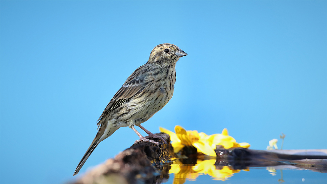 Cirl Bunting