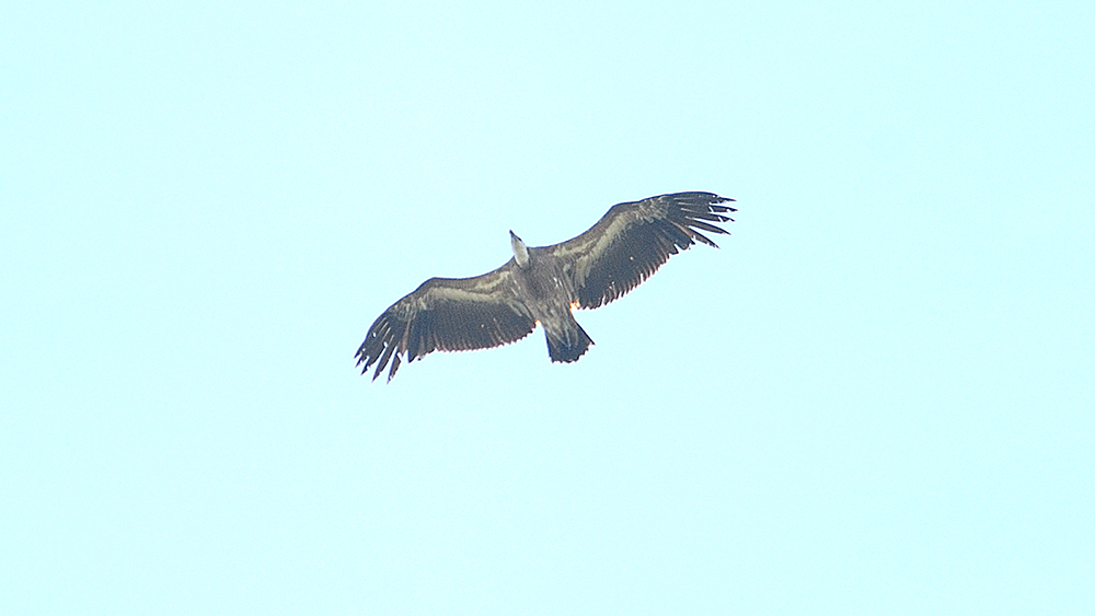 Griffon Vulture