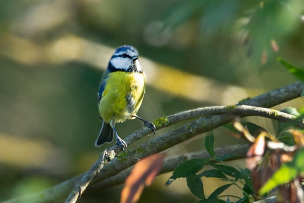 Eurasian Blue Tit