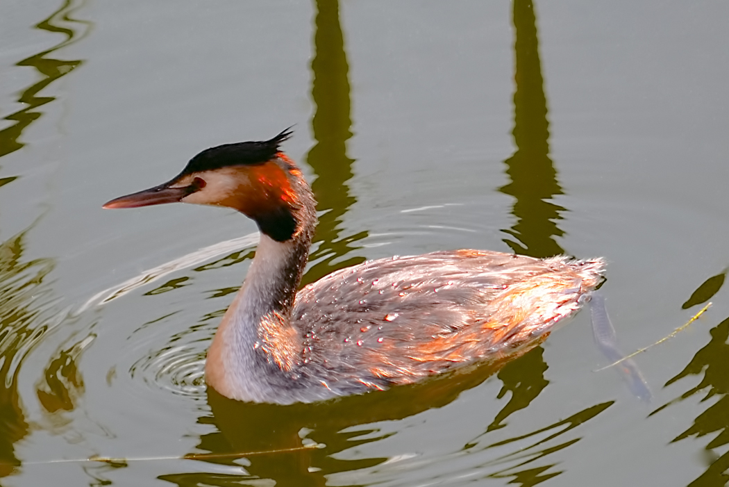 Great Crested Grebe