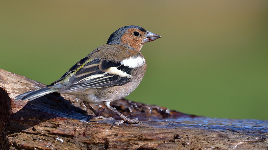 Eurasian Chaffinch