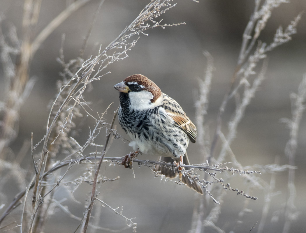 Spanish Sparrow