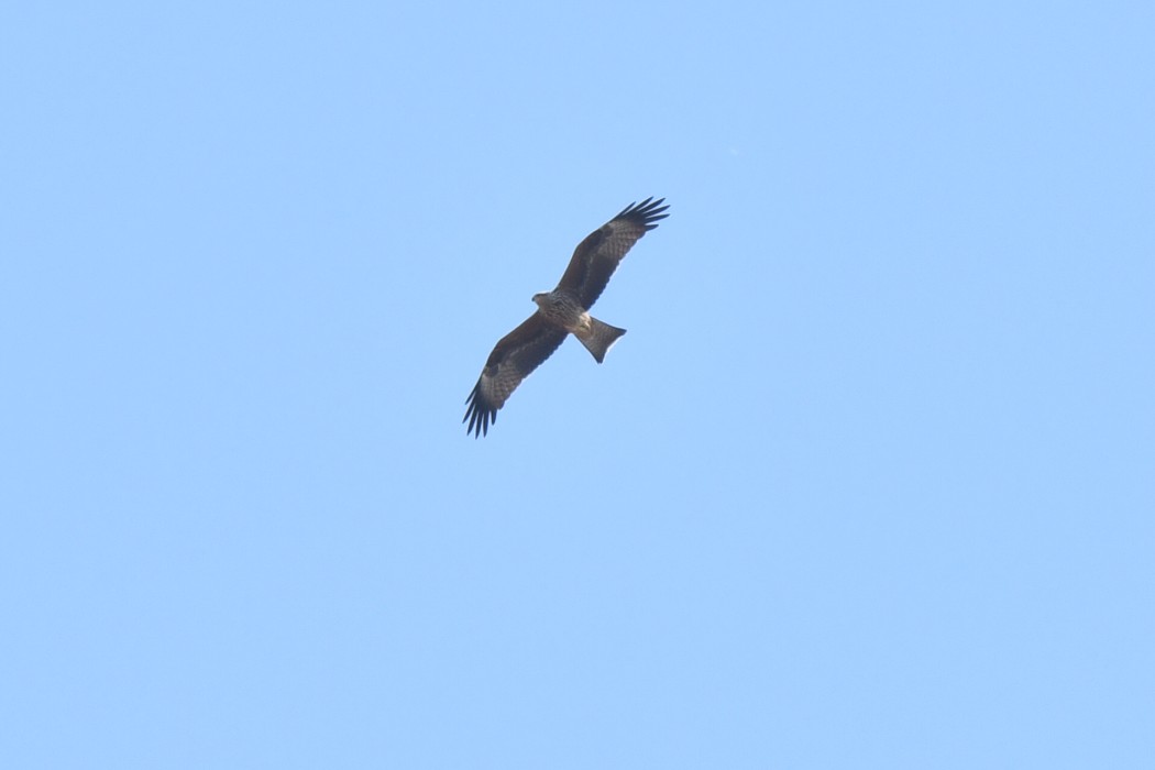 Black Kite