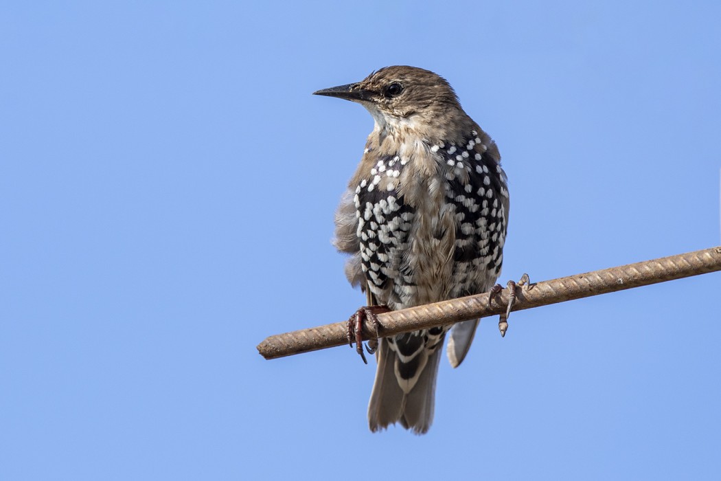 Common Starling