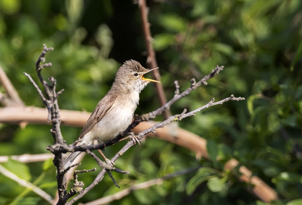 Eastern Olivaceous Warbler
