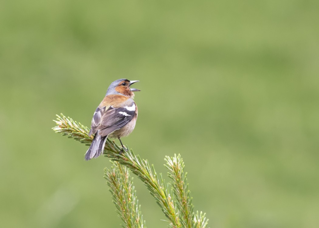Eurasian Chaffinch