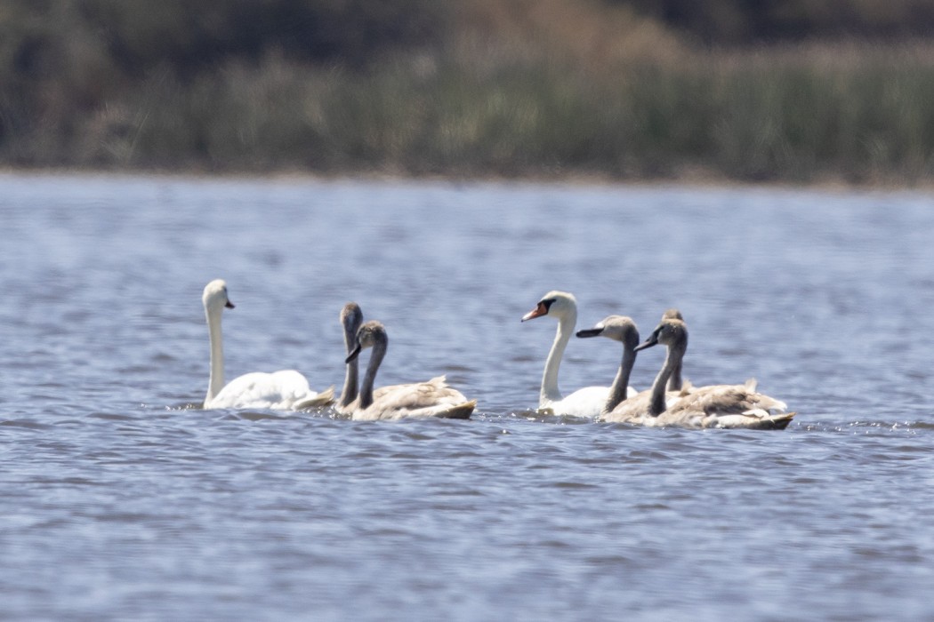 Mute Swan