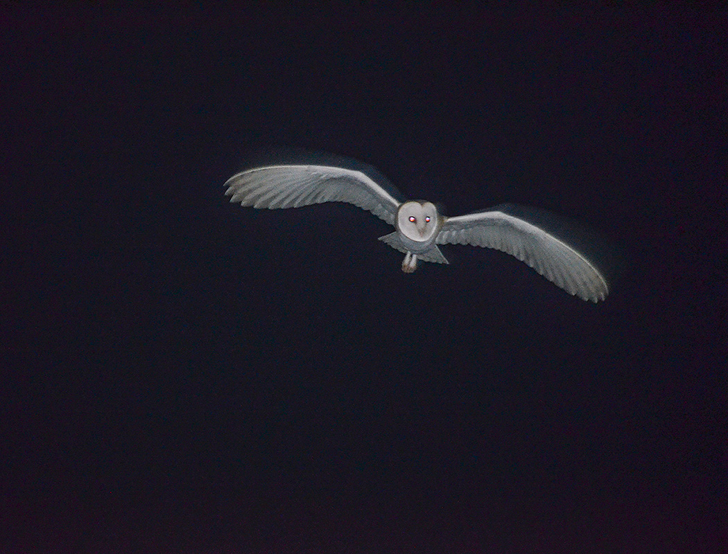 Western Barn Owl