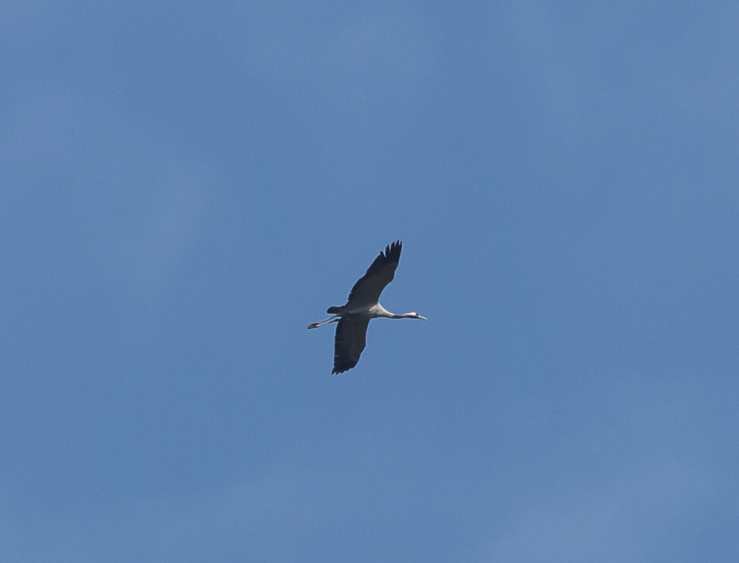 Turna