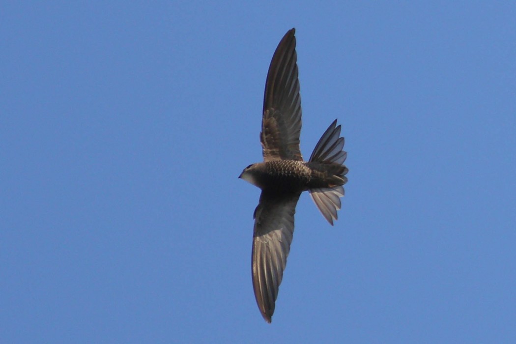Ebabil