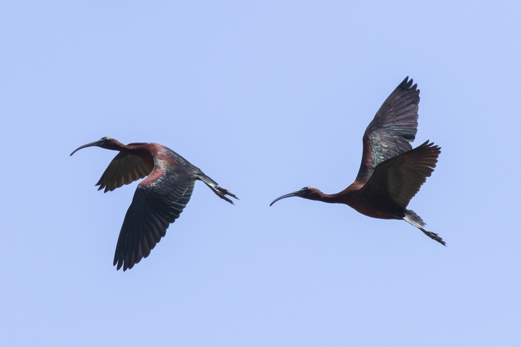 Glossy Ibis