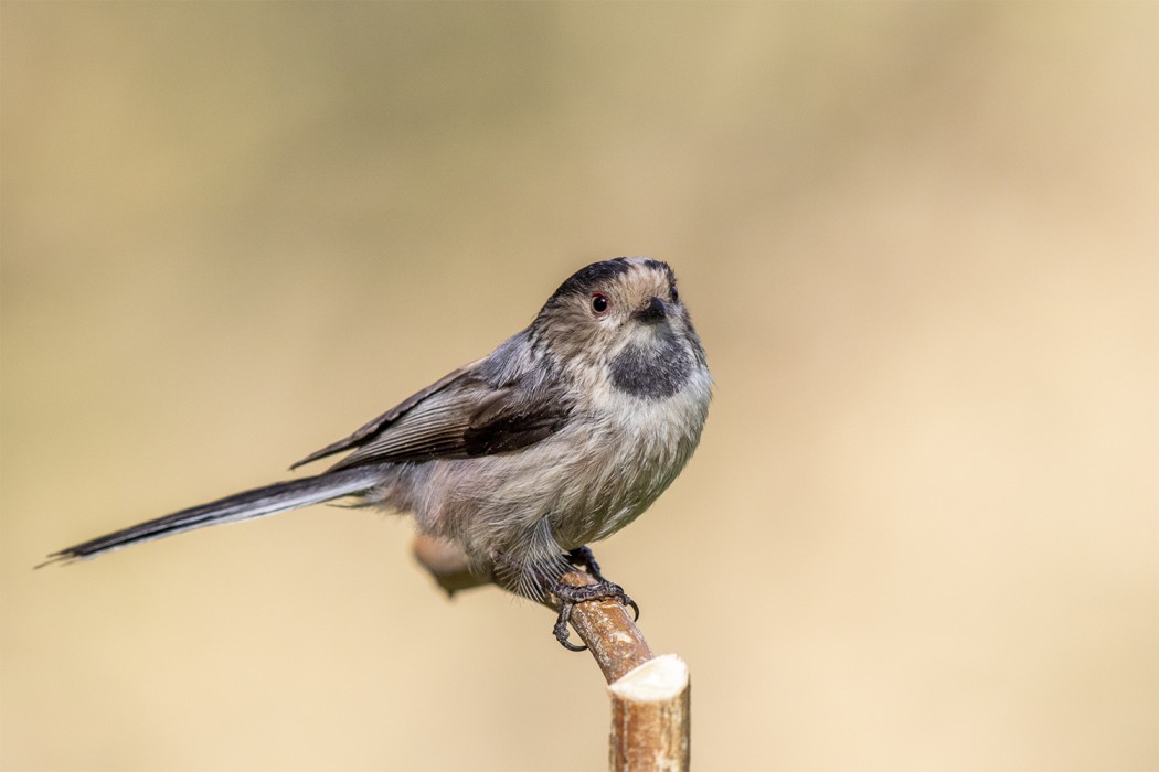 Long-tailed Tit