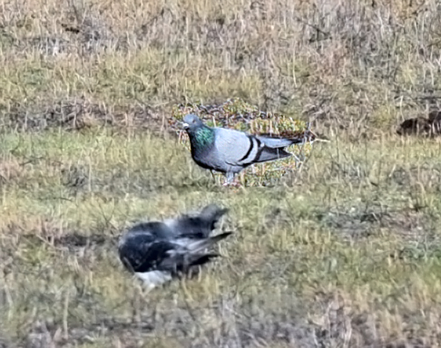 Rock Dove