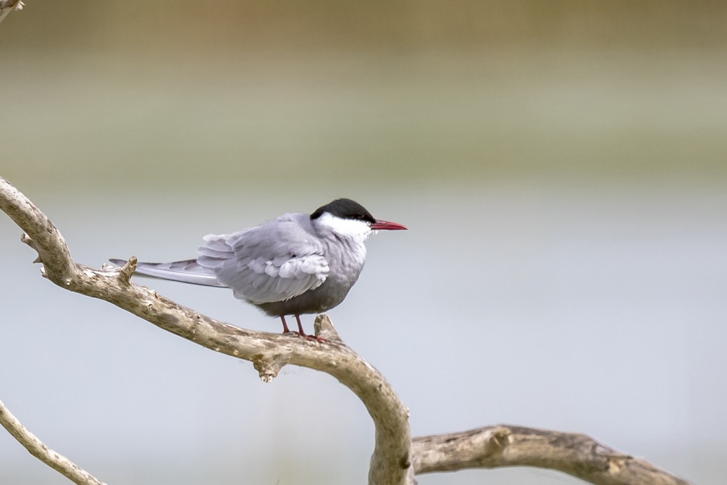 Whiskered Tern
