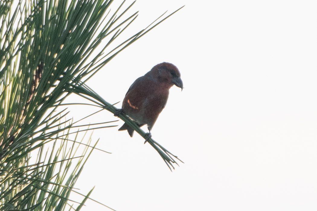 Red Crossbill
