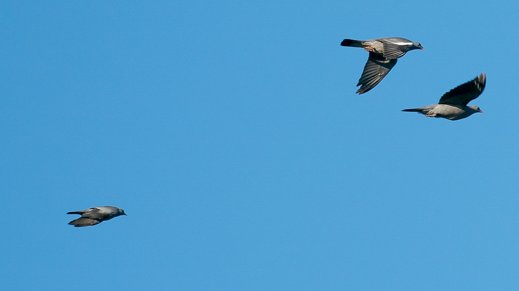 Stock Dove