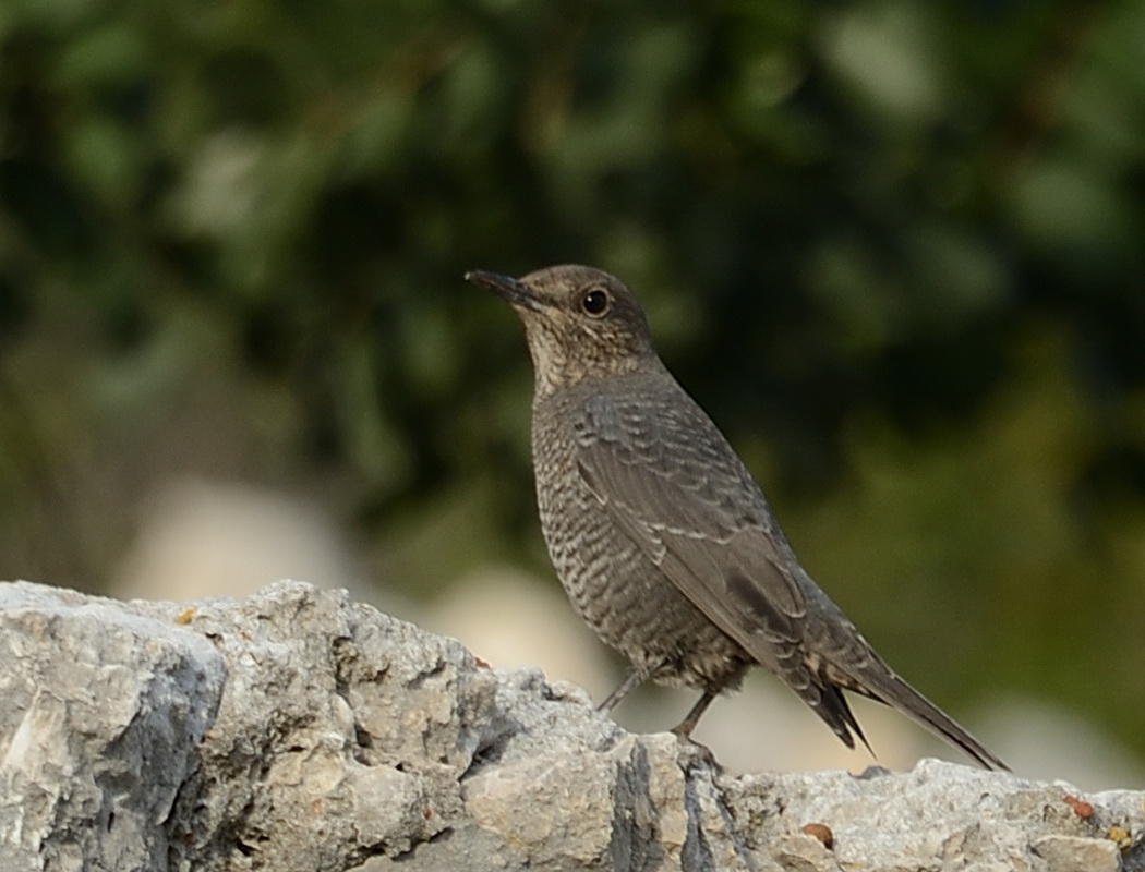 Blue Rock Thrush