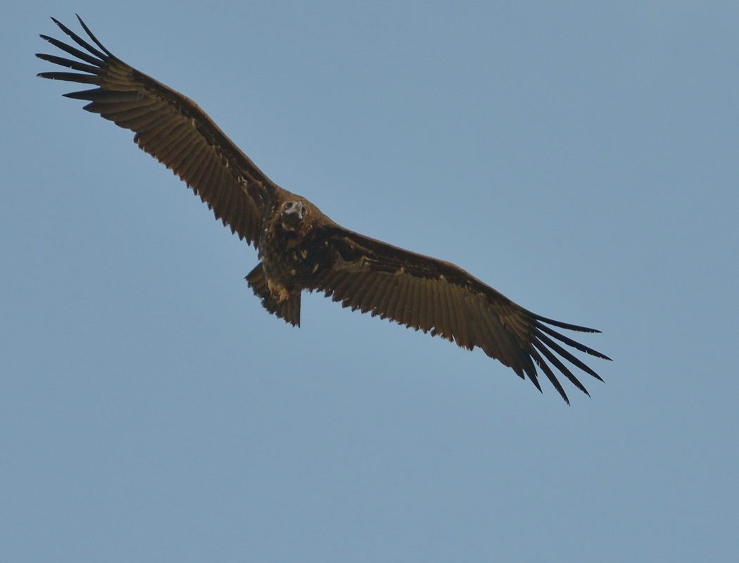 Cinereous Vulture