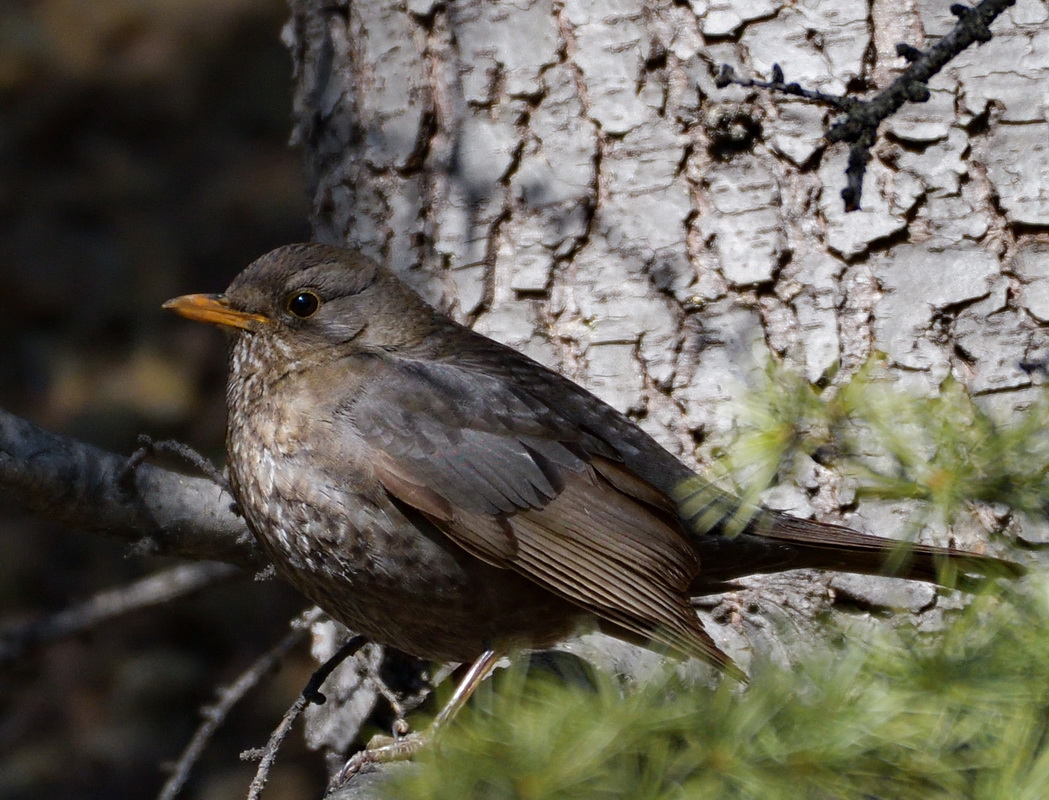 Common Blackbird