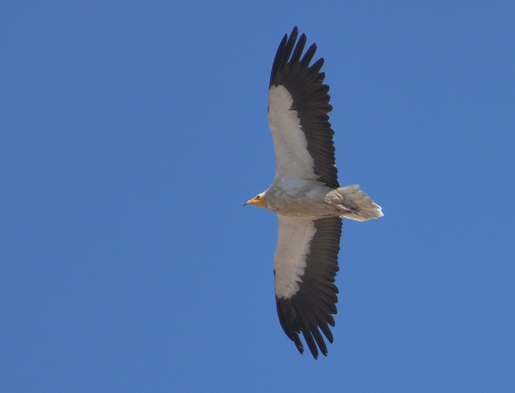 Egyptian Vulture