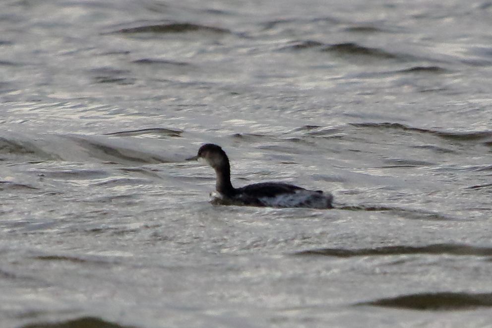 Black-necked Grebe