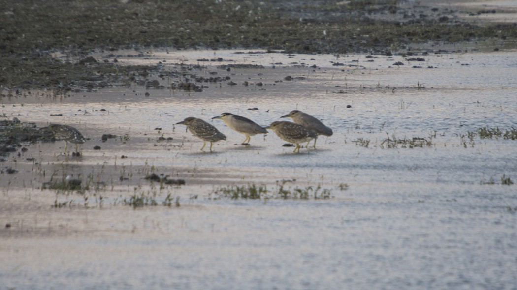 Black-crowned Night Heron