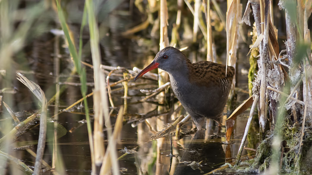 Water Rail