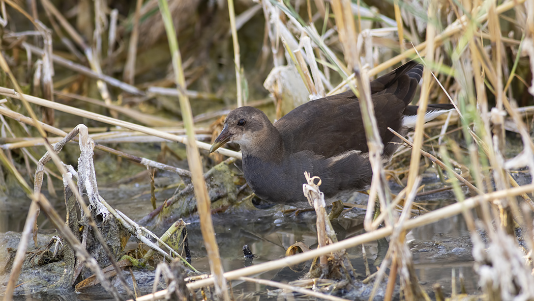 Common Moorhen