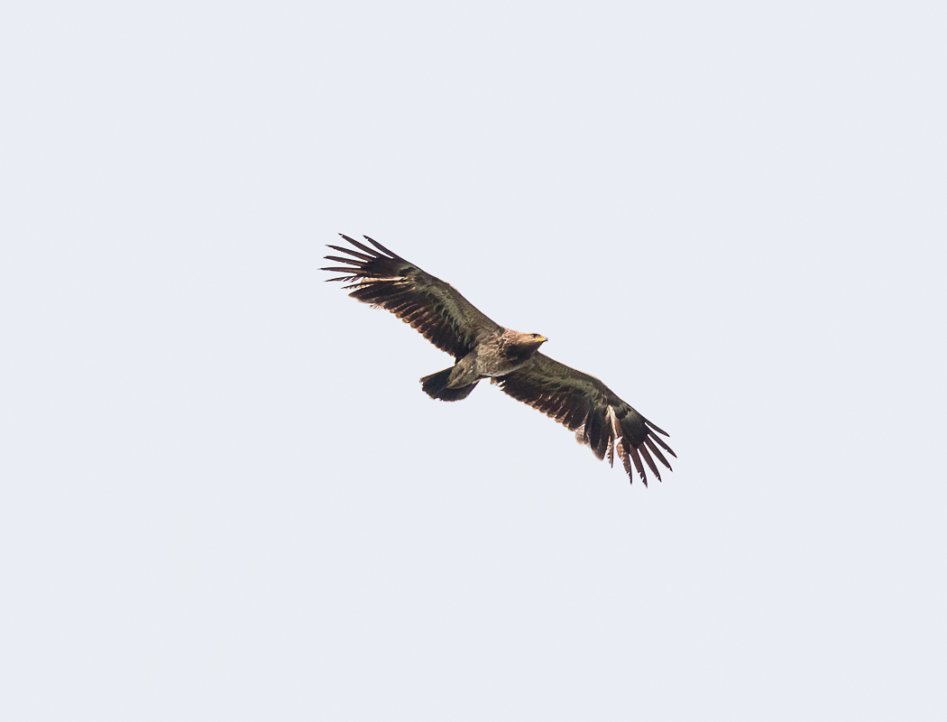 Steppe Eagle