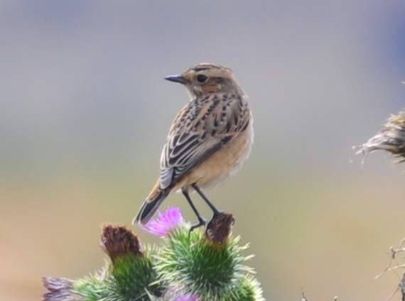 Whinchat