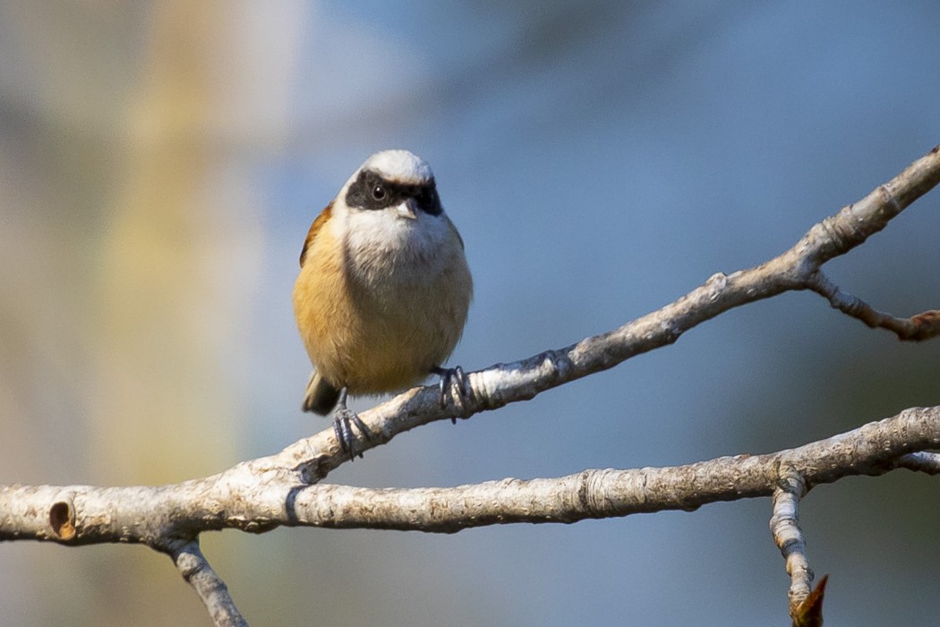 Eurasian Penduline Tit
